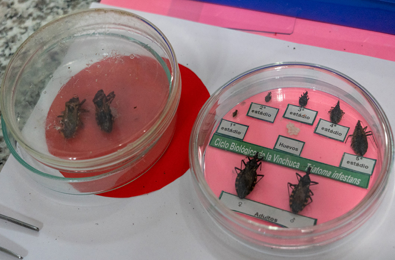 chagasdisease_001