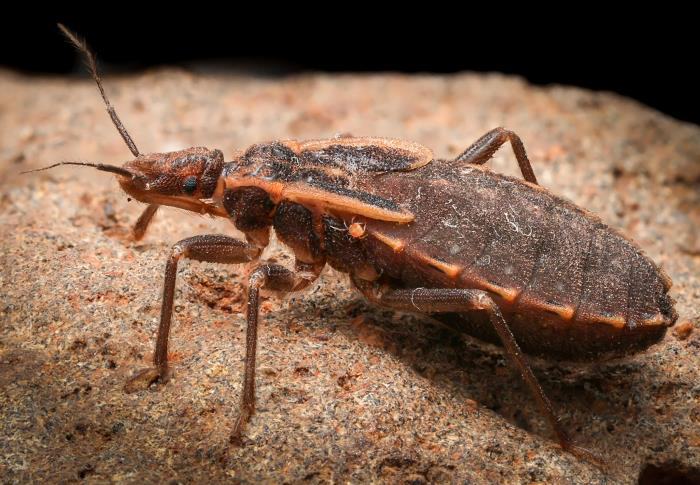 chagasdisease_004
