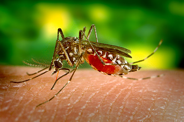 dengue_001
