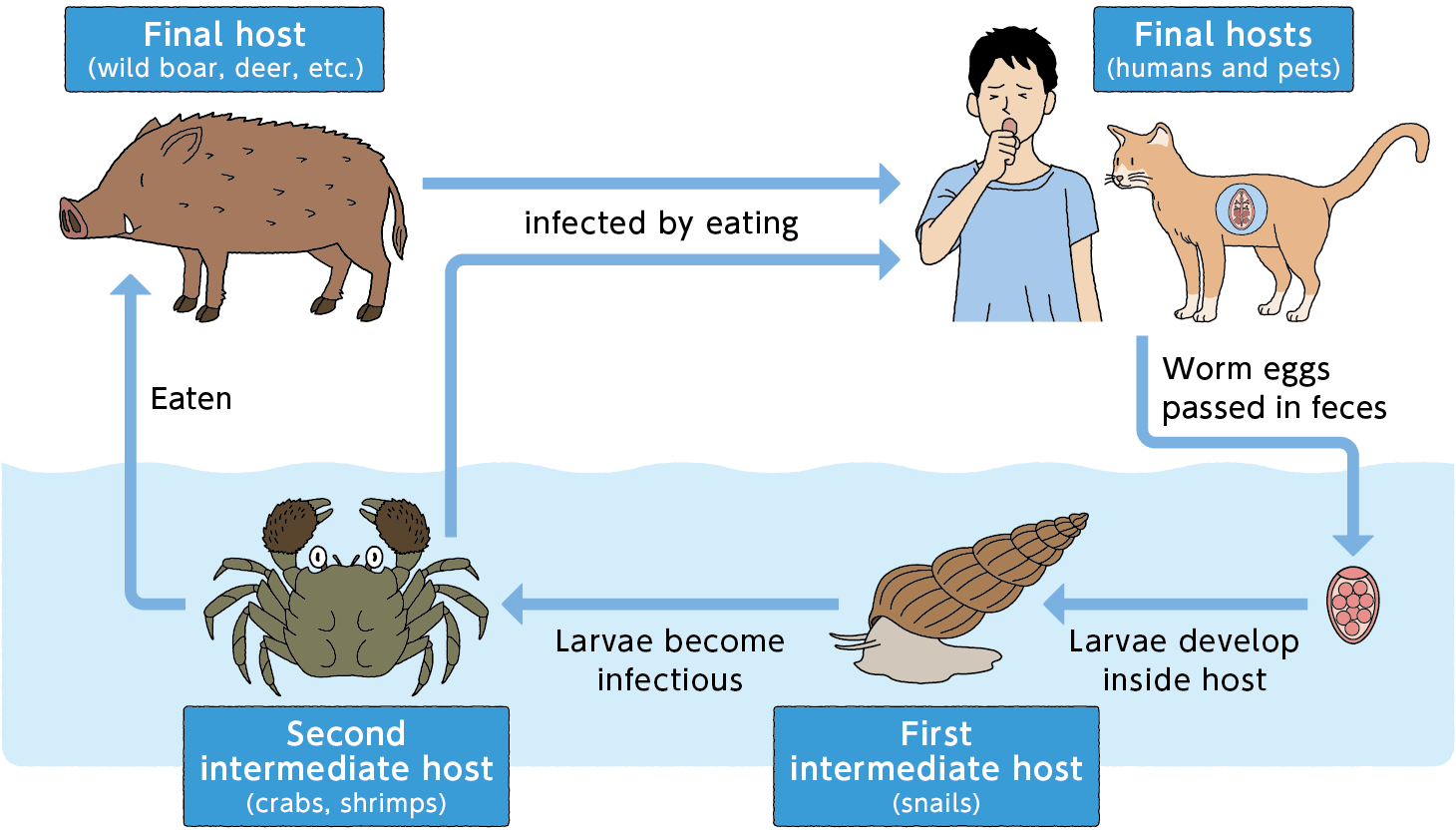 lung_fluke_cycle