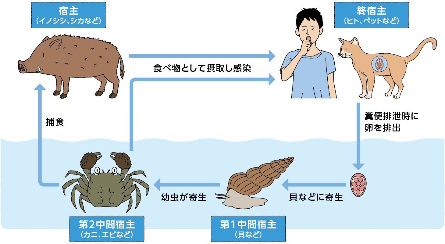 lung_fluke_cycle