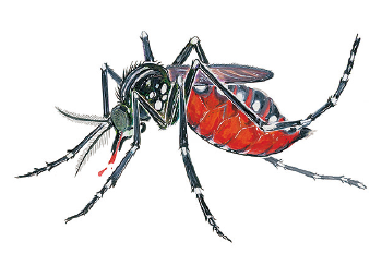 Dengue and Chikungunya