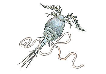 Dracunculiasis