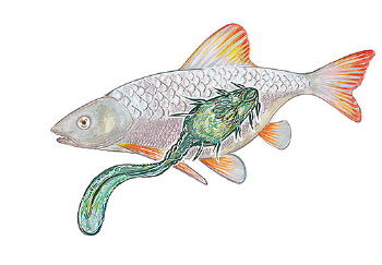 Foodborne trematode infections