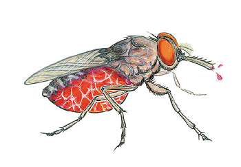 Human African trypanosomiasis