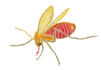Leishmaniasis