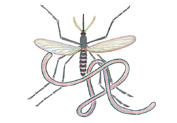 Lymphatic filariasis
