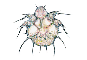 Scabies