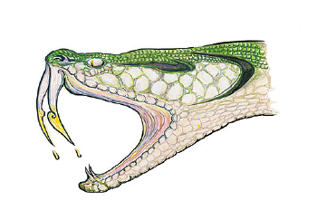 Snakebite envenoming