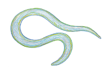 Soil-transmitted helminthiasis