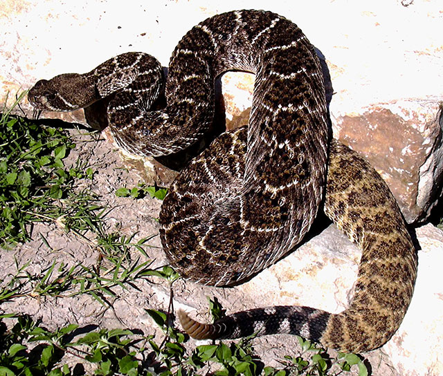 snakebite_002