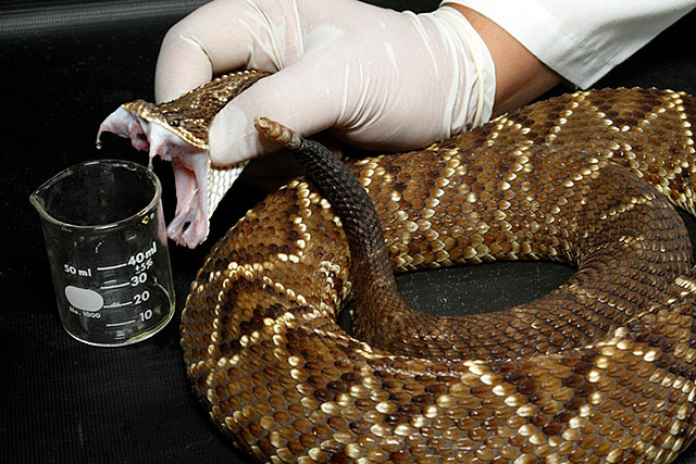 snakebite_003