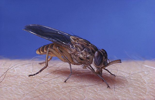 Foodborne trematode infections